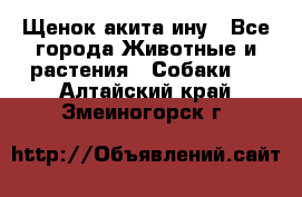 Щенок акита ину - Все города Животные и растения » Собаки   . Алтайский край,Змеиногорск г.